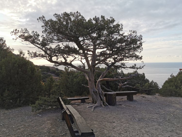 Sochi and Crimea motorcycle tour Rusmototravel, Motorcycle tours in Russia, ancient relic juniper groves