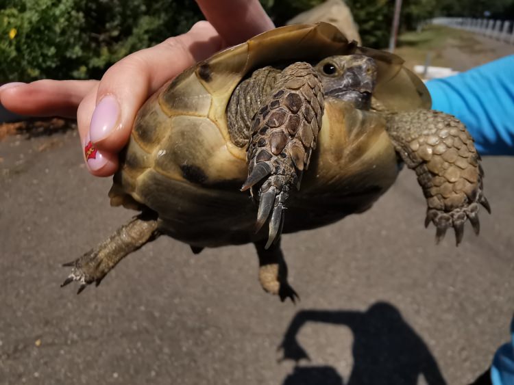 Sochi-Crimea motorcycle tour with Rusmototravel, turtle