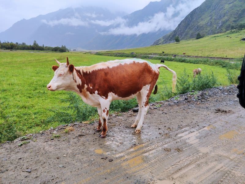  Altay Mountains and Chuya Highway Russia Rusmototravel Motorcycle Tour